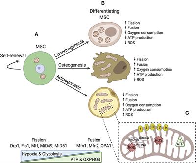 Mitochondrial Transfer and Regulators of Mesenchymal Stromal Cell Function and Therapeutic Efficacy